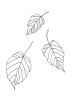 Acer Davidii -Ernest Wilson Acer Davidii -Ernest Wilson